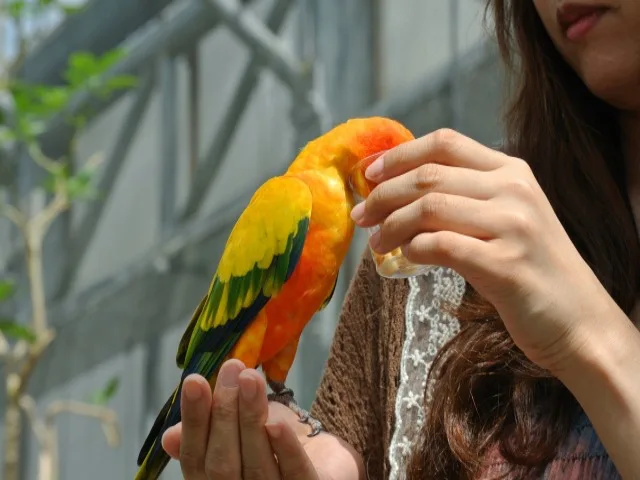 愛するインコが死ぬ前に見せるサインとは 寿命や安置方法も紹介 ペット火葬 葬儀はハピネス 格安出張 7 700 霊園供養 納骨可