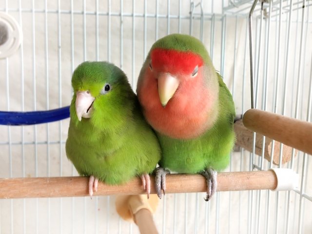 愛するインコが死ぬ前に見せるサインとは 寿命や安置方法も紹介 ペット火葬 葬儀はハピネス 格安出張 7 700 霊園供養 納骨可 愛するインコが死ぬ前に見せるサインとは 寿命や安置方法も紹介 ペット火葬 葬儀はハピネス 格安出張 7 700 霊園供養 納骨可