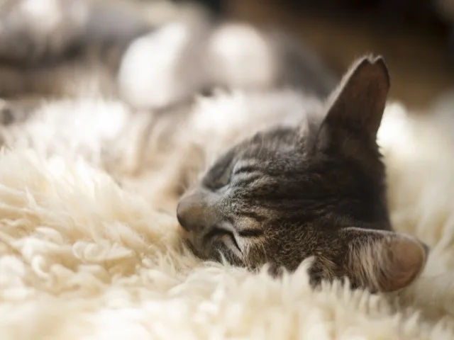 ペット火葬でのお花は必要 お花の選び方や準備するものを徹底解説 ペット火葬 葬儀はハピネス 格安出張 7 700 霊園供養 納骨可