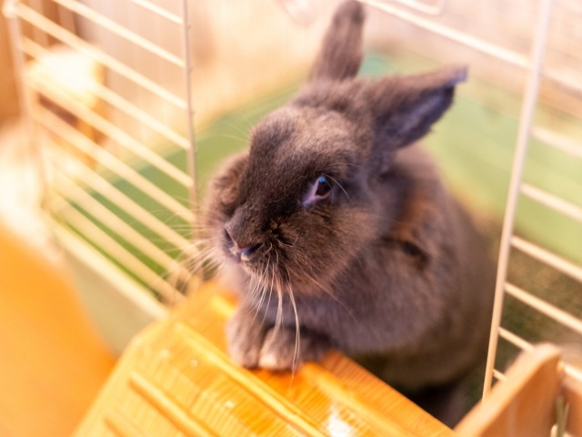 ウサギの死後はどのように供養すればいいのか 安置や供養方法も解説 ペット火葬 葬儀はハピネス 格安出張 7 700 霊園供養 納骨可