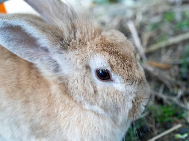 ウサギの死後はどのように供養すればいいのか 安置や供養方法も解説 ペット火葬 葬儀はハピネス 格安出張 7 700 霊園供養 納骨可 ウサギの死後はどのように供養すればいいのか 安置や供養方法も解説 ペット火葬 葬儀はハピネス 格安出張 7 700 霊園供養 納骨可