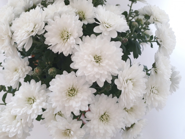 ペットを亡くした方へのお悔やみの言葉やマナーを詳しく解説 ペット火葬 葬儀はハピネス 格安出張 7 700 霊園供養 納骨可