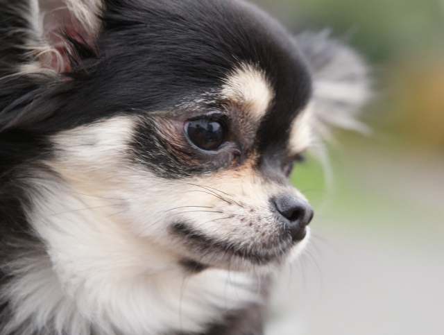 犬が死ぬ前にする行動って 後悔のないよう最期にできること ペット火葬 葬儀はハピネス 霊園供養もok