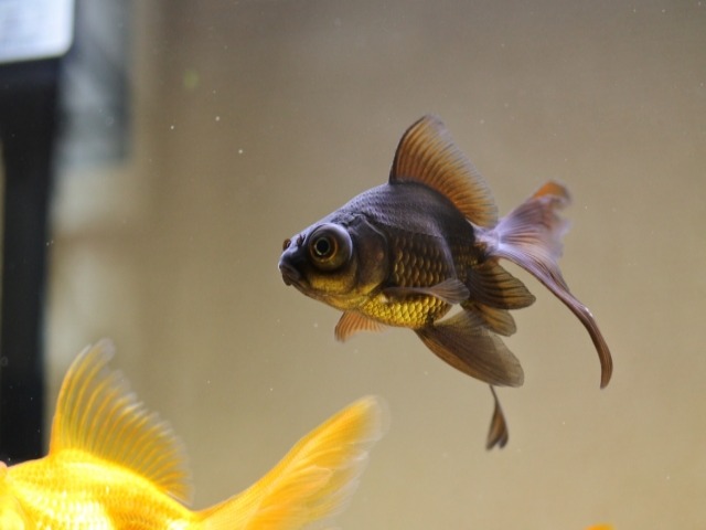 熱帯魚の死後はどのように供養すればいいの 供養方法をご紹介します ペット火葬 葬儀はハピネス 格安出張 7 700 霊園供養 納骨可