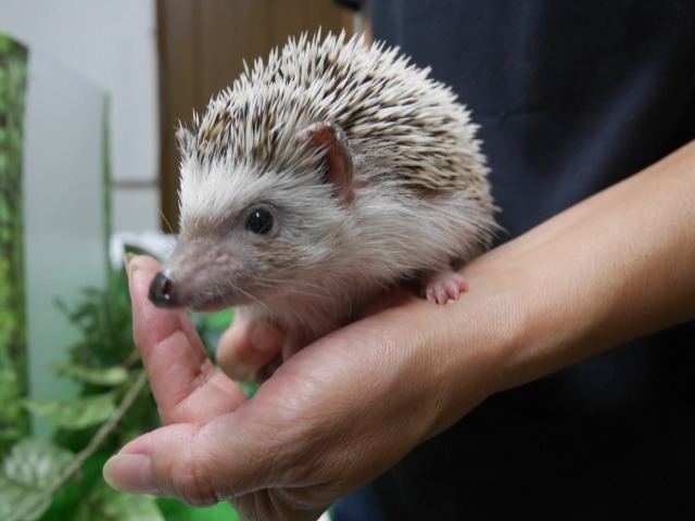 大切なペットをプランター葬で供養する方法 やり方などを徹底解説 ペット火葬 葬儀はハピネス 格安出張 7 700 霊園供養 納骨可