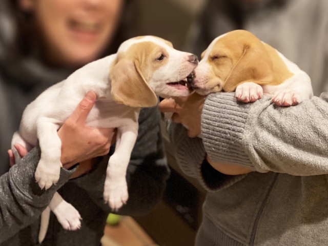 ペットロスを乗り越える 新しいペットを飼うタイミングや注意点 ペット火葬 葬儀はハピネス 格安出張 7 700 霊園供養 納骨可 ペットロスを乗り越える 新しいペットを飼うタイミングや注意点 ペット火葬 葬儀はハピネス 格安出張 7 700 霊園供養 納骨可