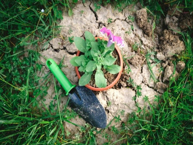 ペット火葬でのお花は必要 お花の選び方や準備するものを徹底解説 ペット火葬 葬儀はハピネス 格安出張 7 700 霊園供養 納骨可