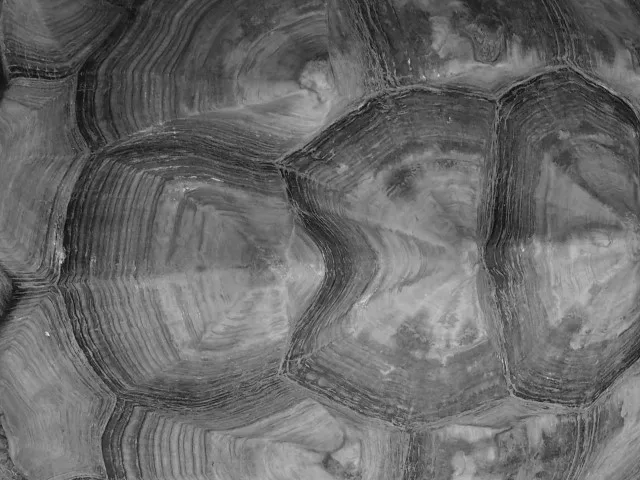 亀の死後にやるべきことは 死亡確認と安置の方法を詳しく解説 ペット火葬 葬儀はハピネス 格安出張 7 700 霊園供養 納骨可