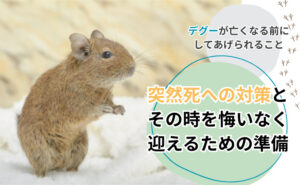 「デグーが亡くなる前にしてあげられること｜突然死への対策とその時を悔いなく迎えるための準備」写真