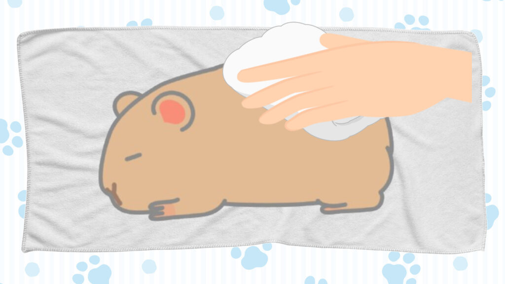 デグーの体を拭く