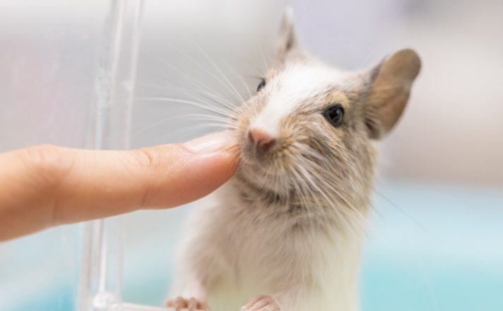 飼い主と戯れるデグー