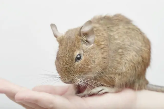 デグー確認用 デグー確認用