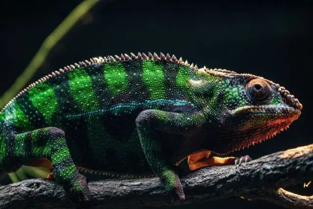 カメレオンが死ぬ前にはどのようなサインを見せる？体色の変化に注目