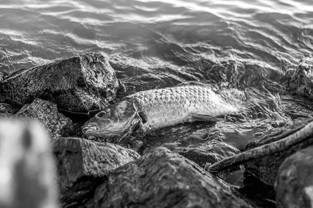 鯉が死ぬ前に対策を!死因につながる病気とは?|ペット火葬 鯉が死ぬ前に対策を!死因につながる病気とは?|ペット火葬