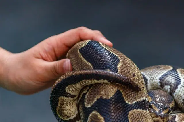 ヘビに元気がない理由