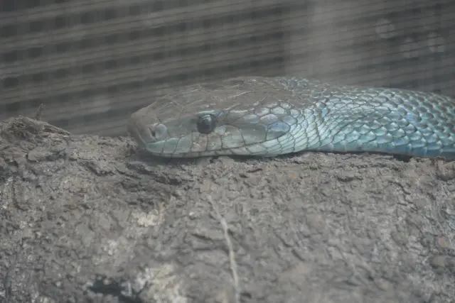 アオダイショウ