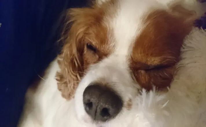 眠っているキャバリア犬