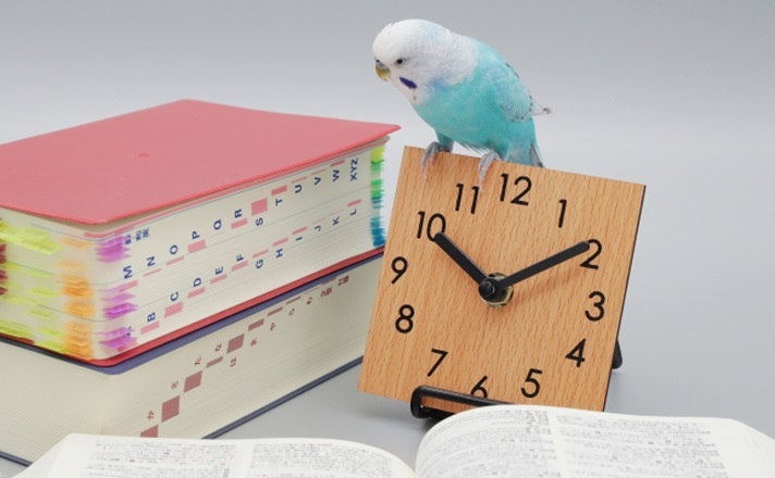 勉強するインコ