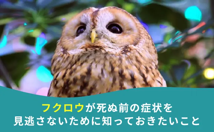 3点おまとめ・ふくろう、亀、鳥 3点おまとめ・ふくろう、亀、鳥 幸運を