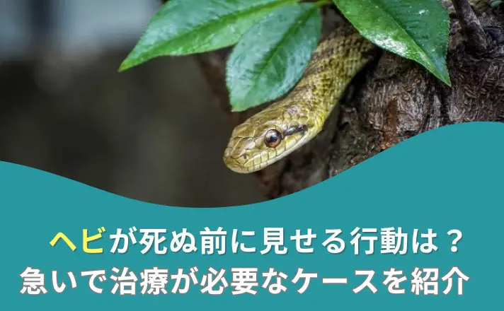 見下ろすヘビ