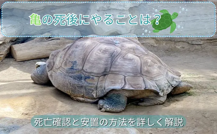 かめ様確認用