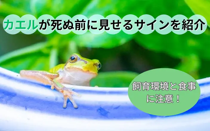 カエルが死ぬ前に見せるサインを紹介。飼育環境と食事に注意！｜ペット