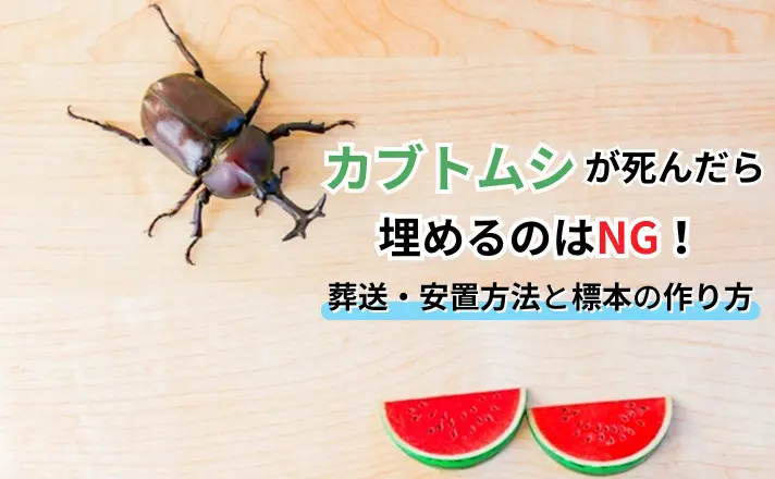 カブトムシが死んだら埋めるのはNG！葬送・安置方法と標本の作り方 