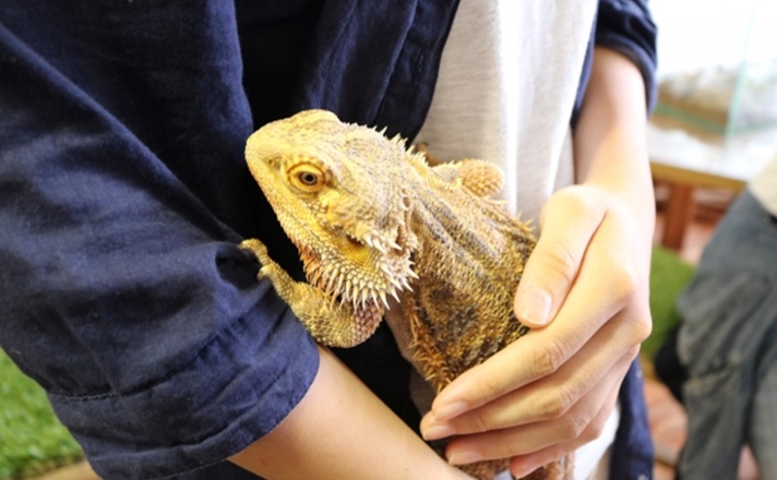 抱っこされるフトアゴヒゲトカゲ