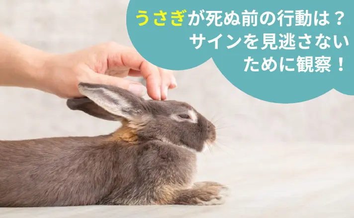 うさぎが死ぬ前の行動は？サインを見逃さないために観察！｜ペット火葬 