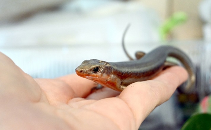 手のひらに乗るニホントカゲ