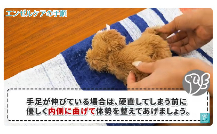 ペットちゃんの体勢を整える