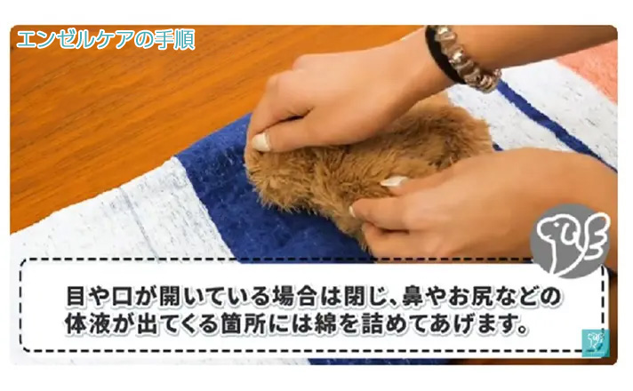 ペットちゃんの目や口を優しく閉じる
