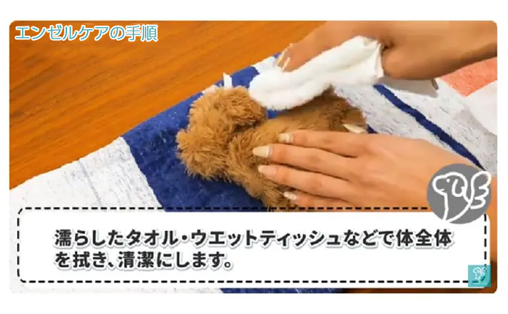 ペットちゃんの体を拭いて清潔にする