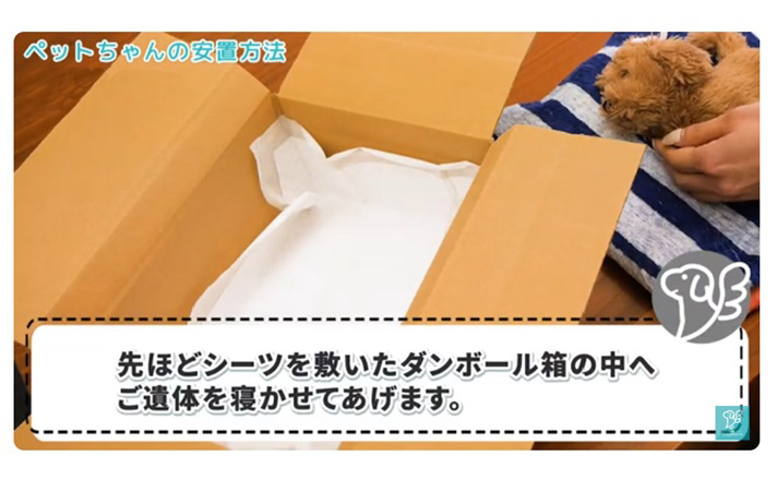 棺の中へペットちゃんを寝かせる