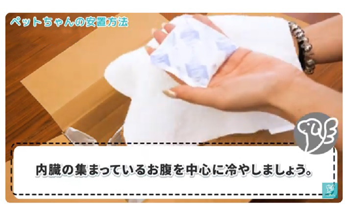 保冷剤をタオルで包みペットちゃんの周りに置く