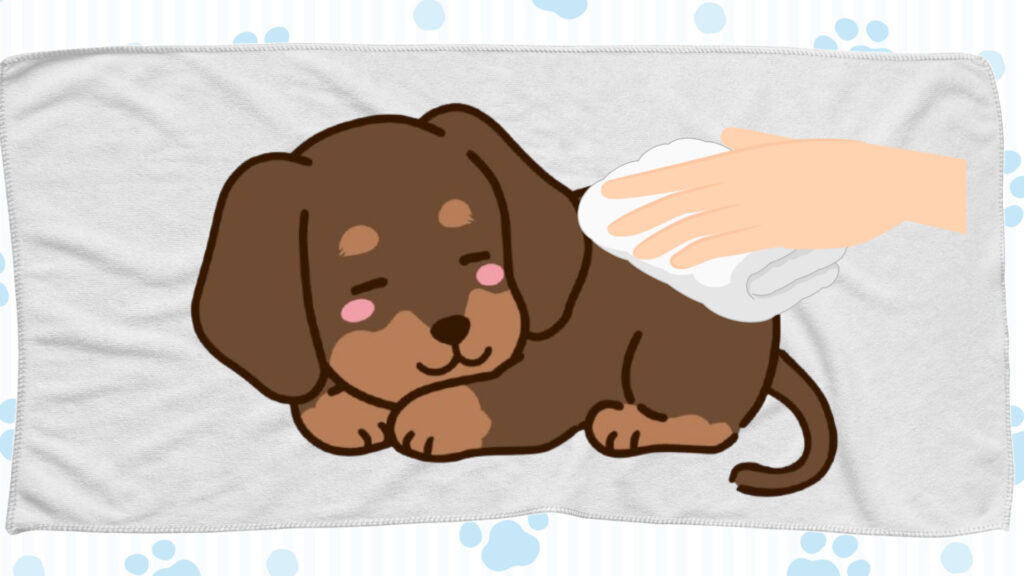 小型犬の体を拭いてきれいにする