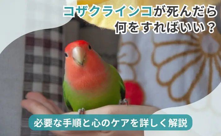 コザクラインコが死んだら何をすればいい？必要な手順と心のケアを