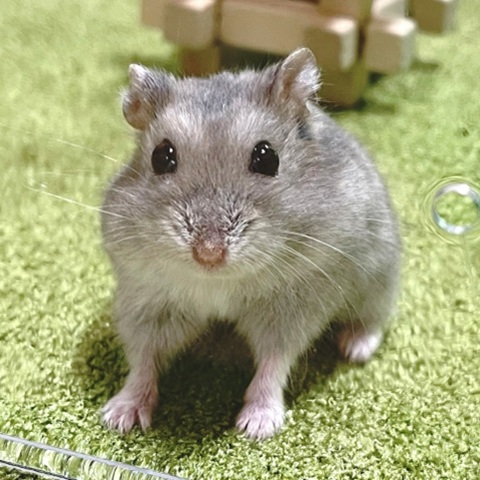 ブルーサファイヤ