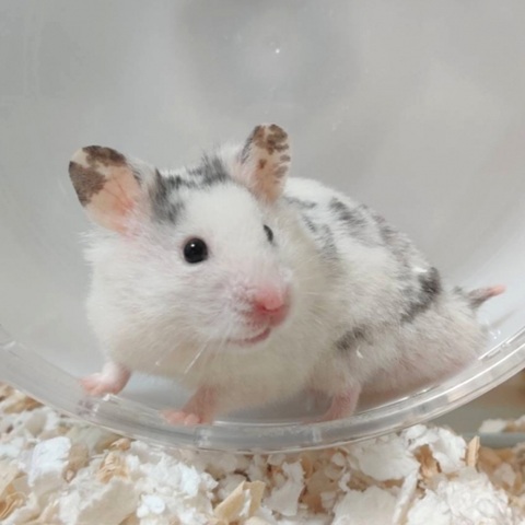 ダルメシアンハムスター