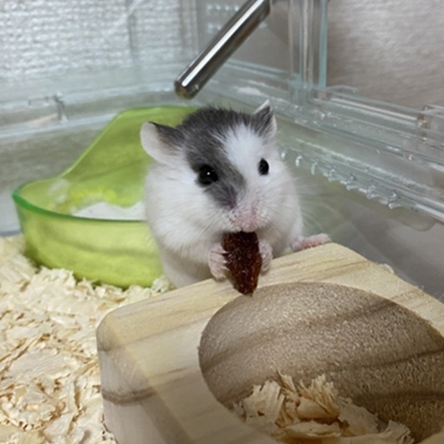 ドミノハムスター