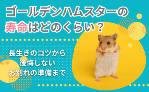 「ゴールデンハムスターの寿命はどのくらい？長生きのコツから後悔しないお別れの準備まで」写真