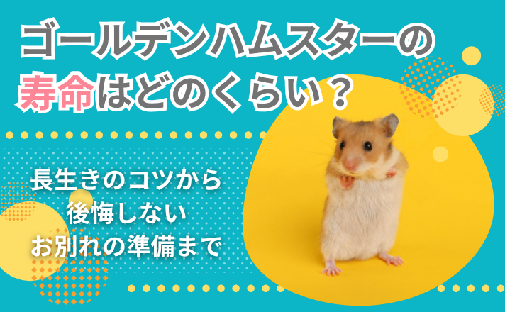 ゴールデンハムスターの寿命はどのくらい？長生きのコツから後悔しないお別れの準備まで