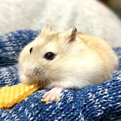 イエロ―