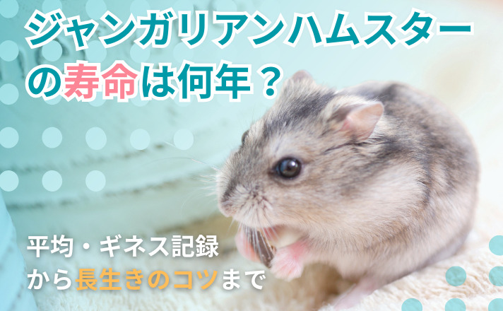 ジャンガリアンハムスターの寿命は何年?平均・ギネス記録から長生きのコツまで