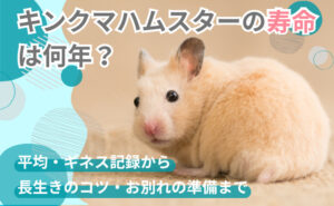 「キンクマハムスターの寿命は何年？平均・ギネス記録から長生きのコツ・お別れの準備まで」写真