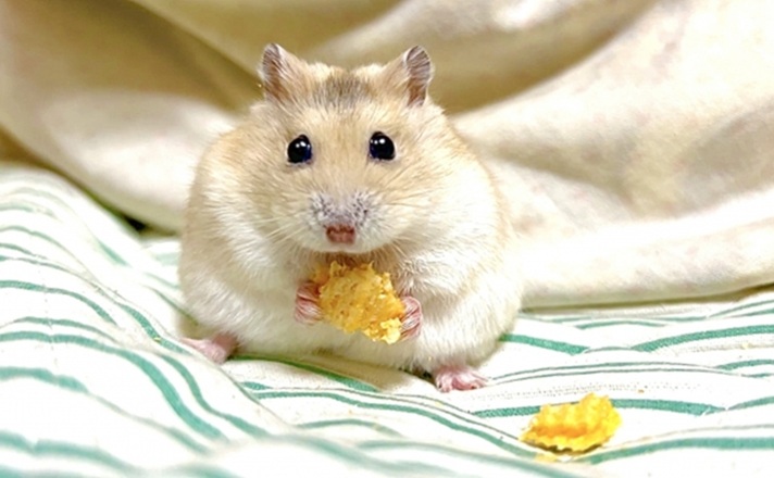 おやつを食べるハムスター