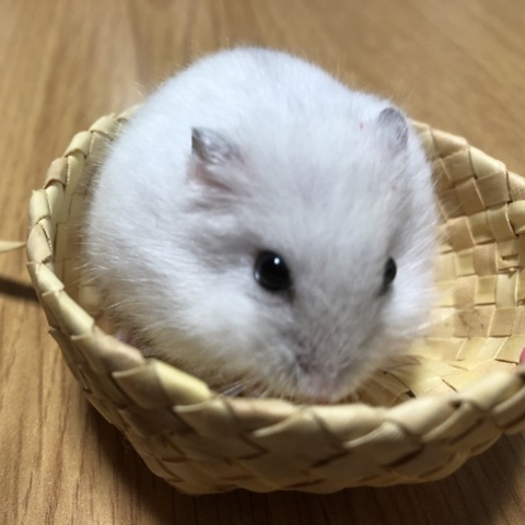 パールホワイト