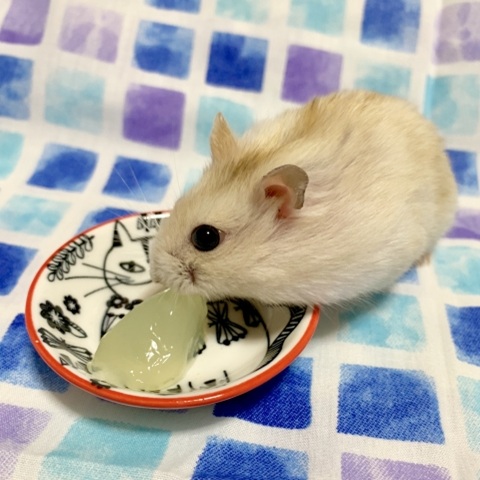 プディング