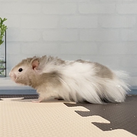 ロングヘア―（長毛）