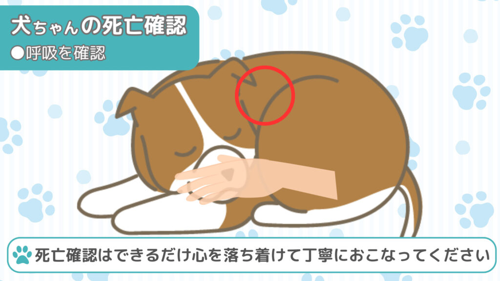 犬ちゃんの呼吸を確認する